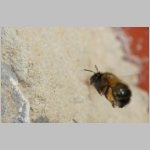 Anthophora plumipes - Pelzbiene w07a im Nestanflug - Lehmkuebel.jpg